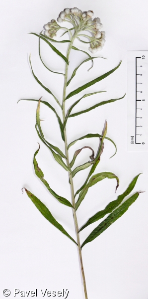 Anaphalis margaritacea – plesnivka perlová