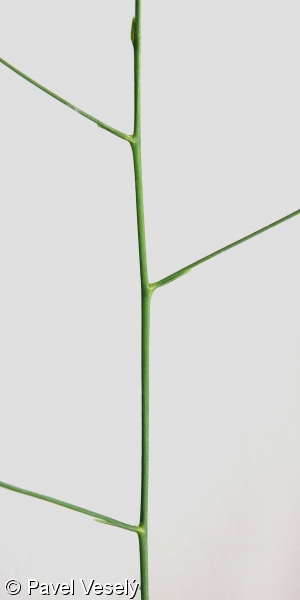 Anthericum ramosum – bělozářka větevnatá