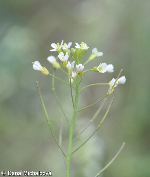Arabidopsis thaliana – huseníček rolní
