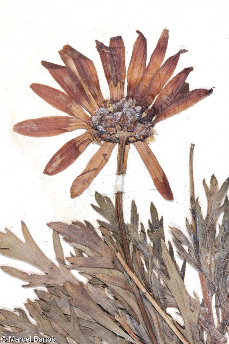 Argyranthemum frutescens – kopretinovec dřevnatý
