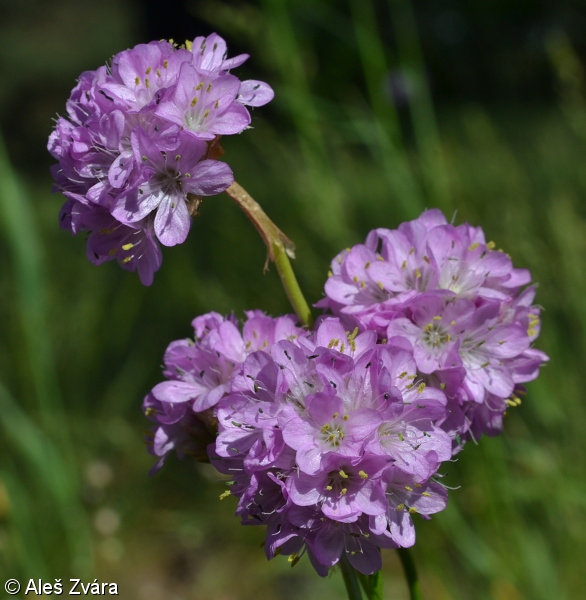 Armeria elongata subsp. elongata – trávnička obecná pravá