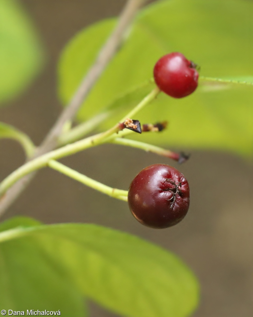 Aronia ×prunifolia – temnoplodec třešňolistý