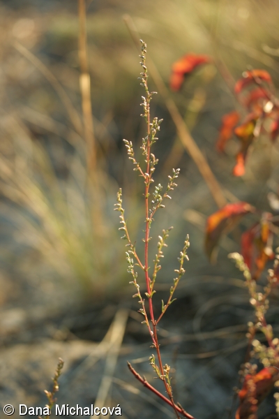 Artemisia campestris – pelyněk ladní