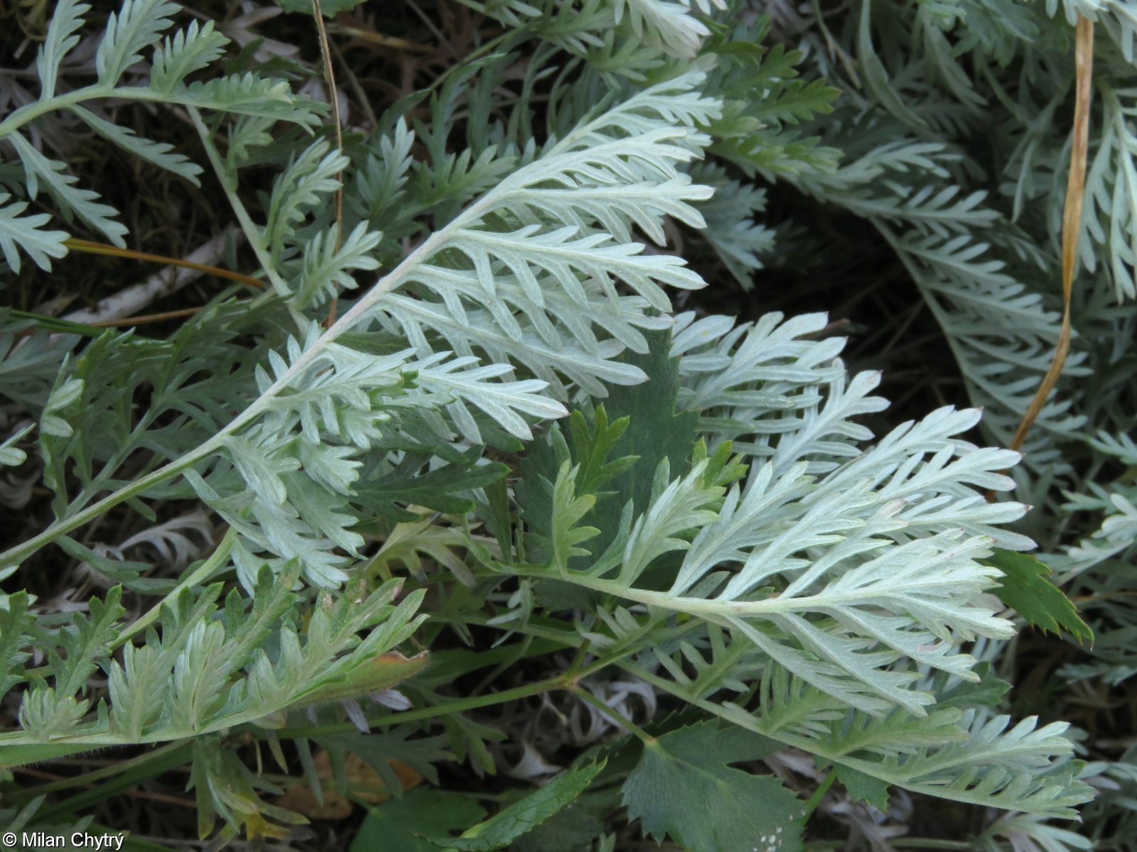 Artemisia pancicii – pelyněk Pančićův