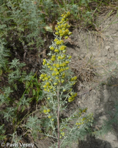 Artemisia pontica – pelyněk pontický