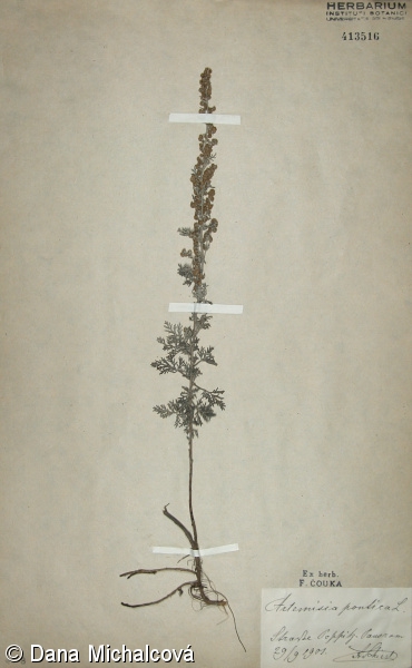 Artemisia pontica – pelyněk pontický