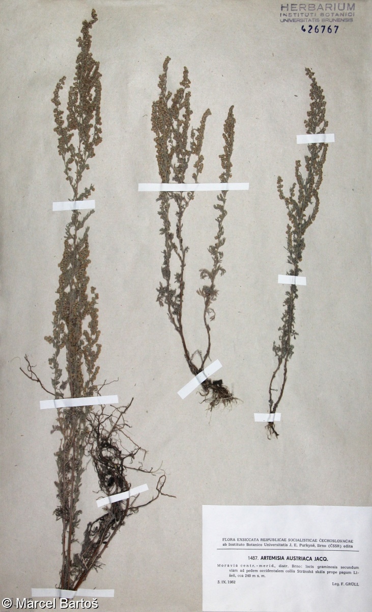 Artemisia repens – pelyněk plazivý