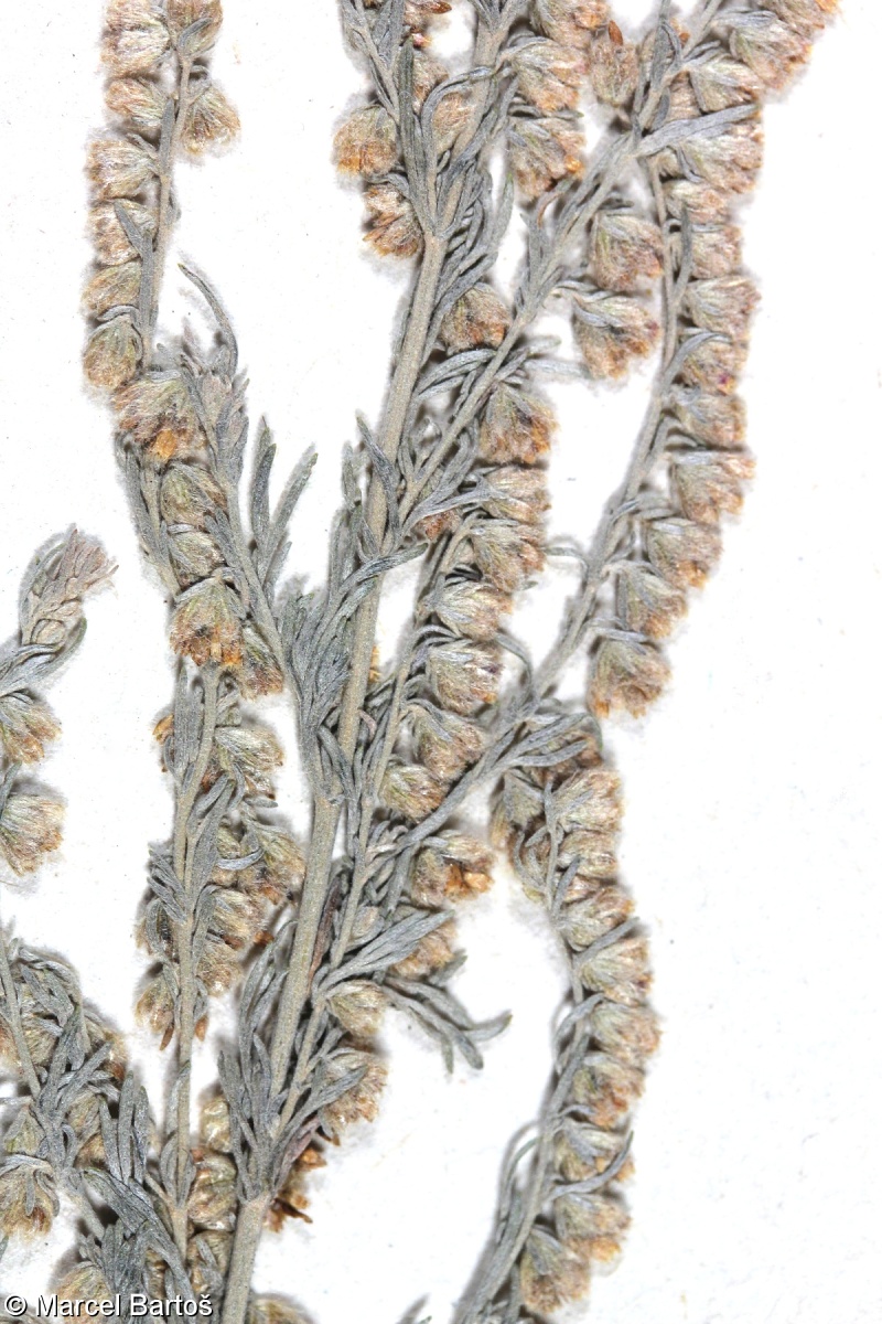 Artemisia repens – pelyněk plazivý