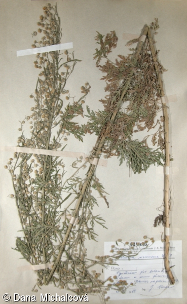 Artemisia siversiana – pelyněk Sieversův