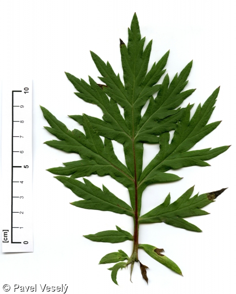 Artemisia vulgaris – pelyněk černobýl