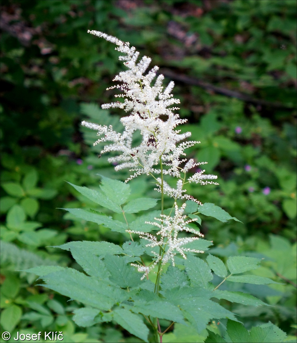 Aruncus dioicus – udatna lesní