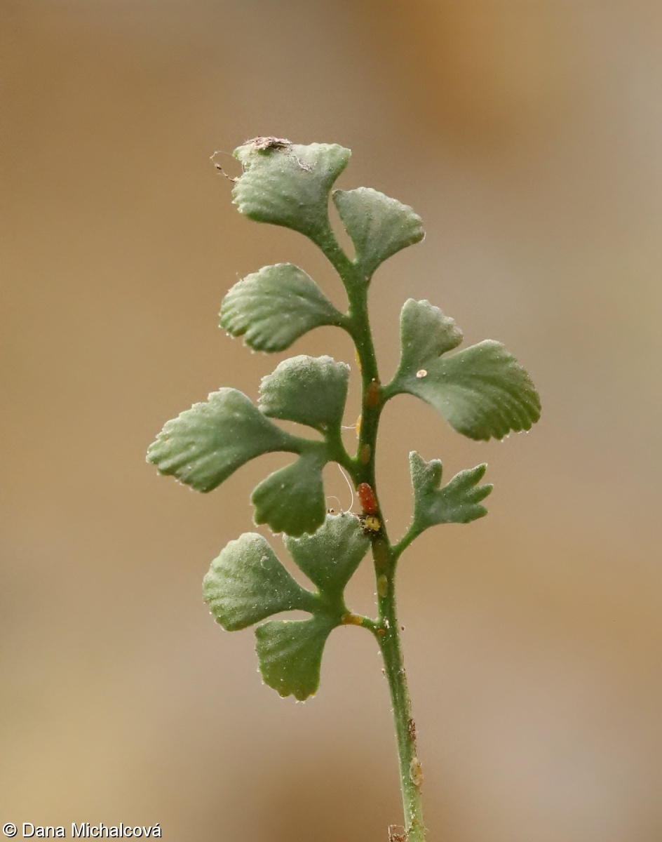 Asplenium ruta-muraria subsp. ruta-muraria – sleziník routička pravý