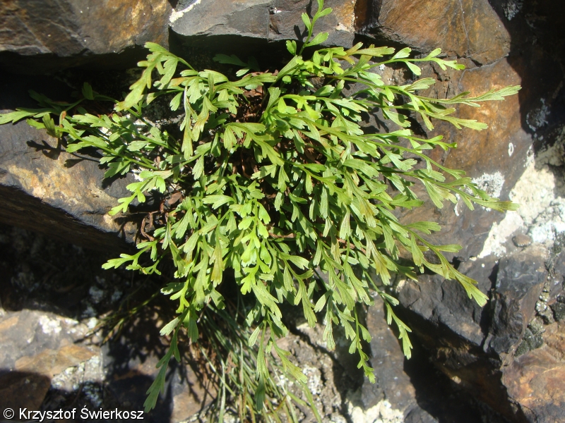 Asplenium ×alternifolium nothosubsp. alternifolium – sleziník střídavolistý pravý