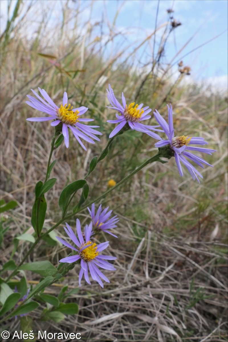 Aster amellus subsp. bessarabicus – hvězdnice chlumní velkoúborná