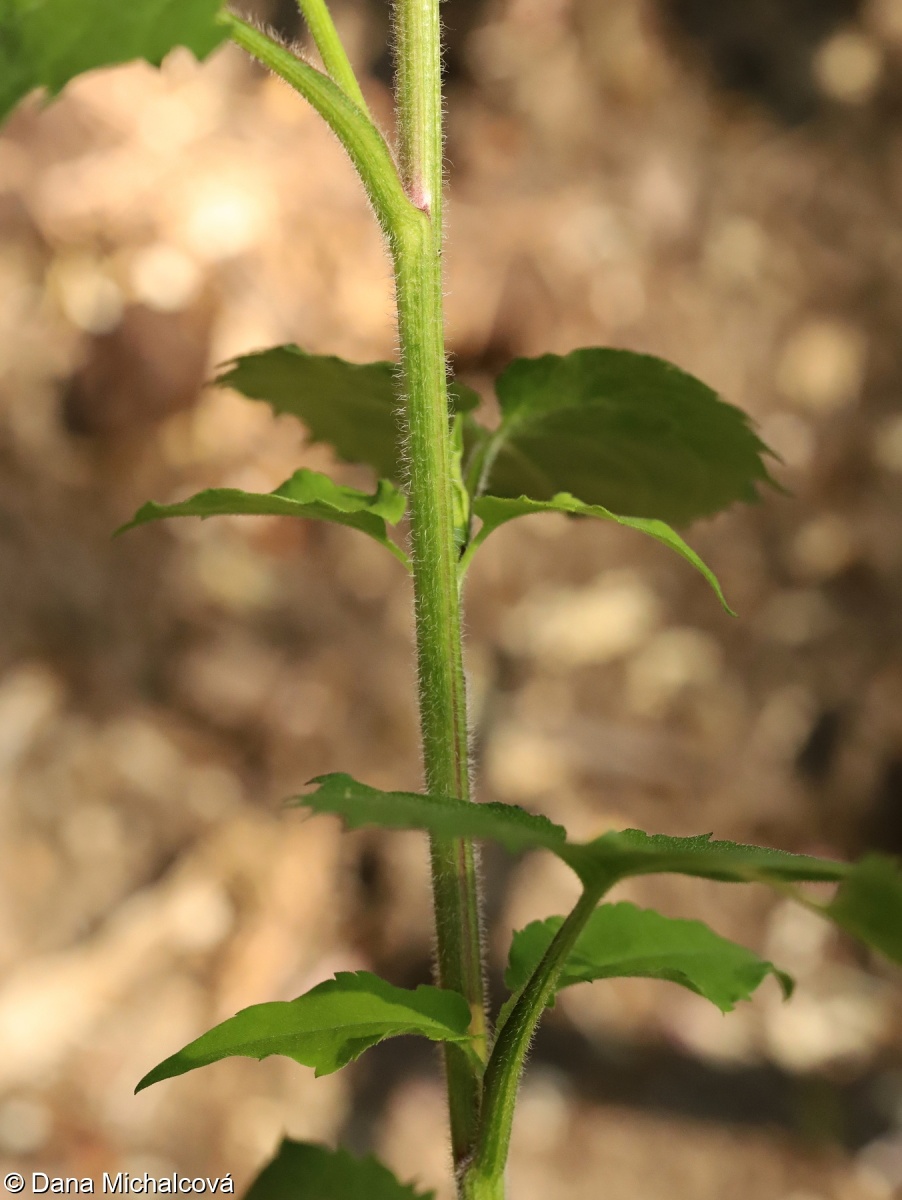 Symphyotrichum cordifolium – astřička srdcolistá, hvězdnice srdcolistá