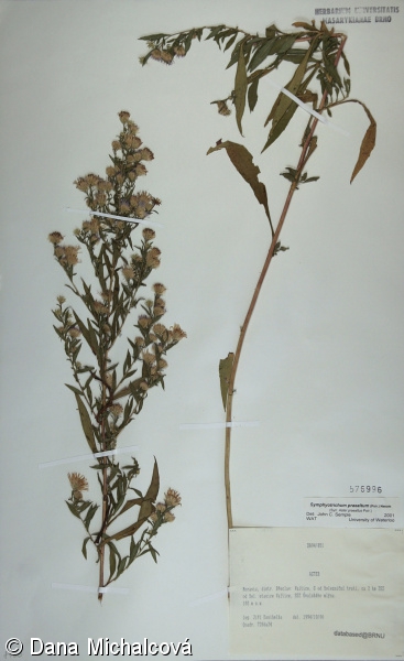 Symphyotrichum praealtum – astřička ojíněná, hvězdnice ojíněná