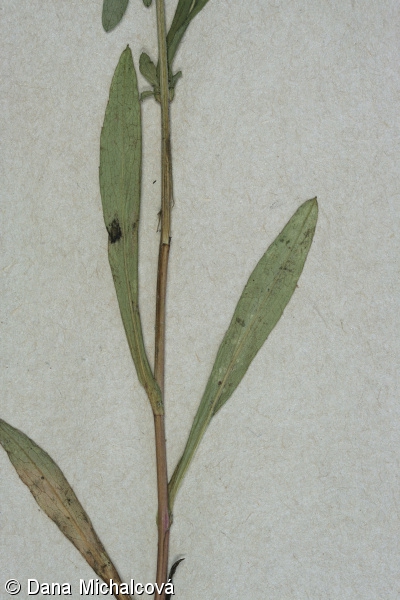 Symphyotrichum tradescantii – astřička drobnokvětá, hvězdnice drobnokvětá