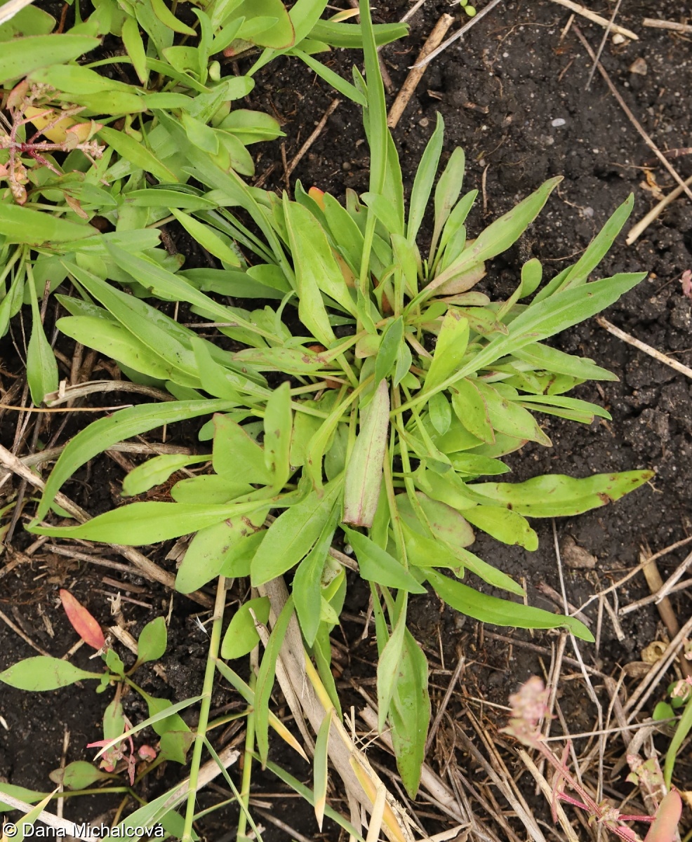 Tripolium pannonicum subsp. pannonicum – hvězdnice panonská pravá