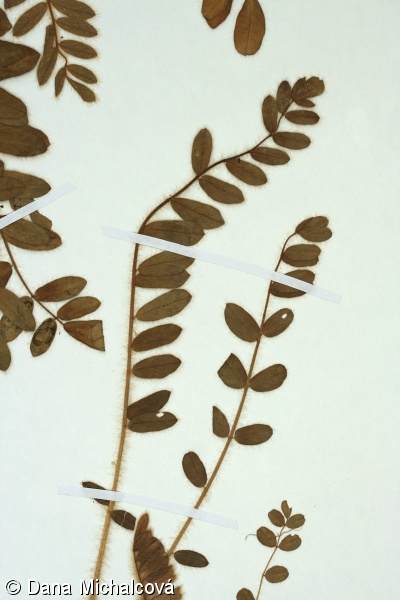 Astragalus exscapus – kozinec bezlodyžný