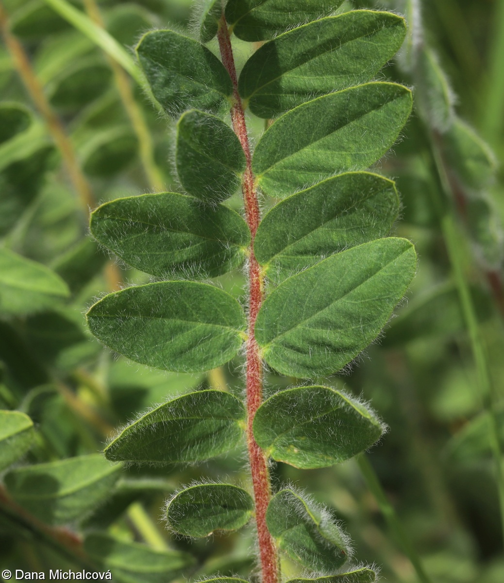 Astragalus exscapus – kozinec bezlodyžný