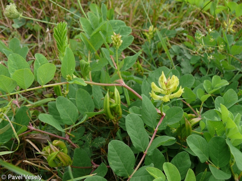 Astragalus glycyphyllos – kozinec sladkolistý