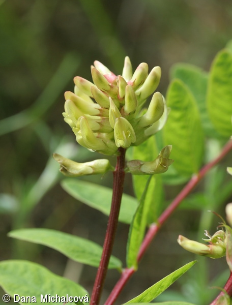 Astragalus glycyphyllos – kozinec sladkolistý