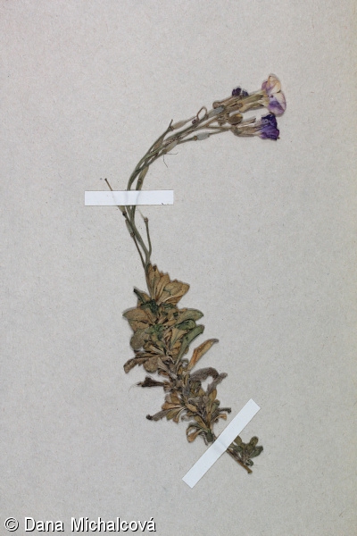 Aubrieta columnae – tařička obrubníková