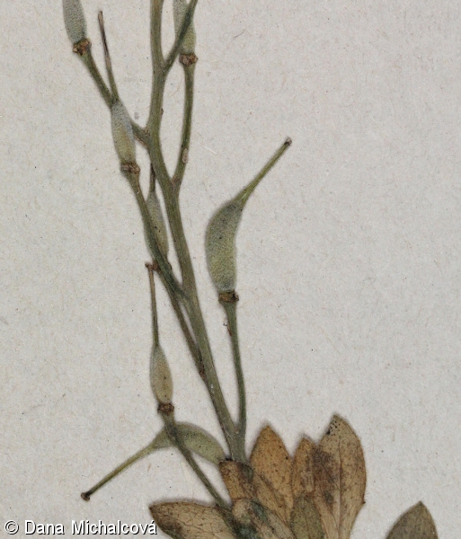 Aubrieta columnae – tařička obrubníková