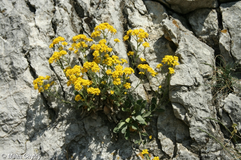 Aurinia saxatilis subsp. saxatilis &ndash; tařice skalní pravá
