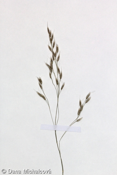 Avenella flexuosa – metlička křivolaká