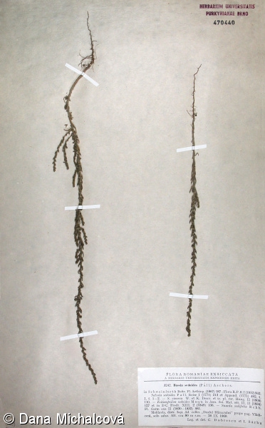 Sedobassia sedoides – trnoplodník rozchodníkovitý
