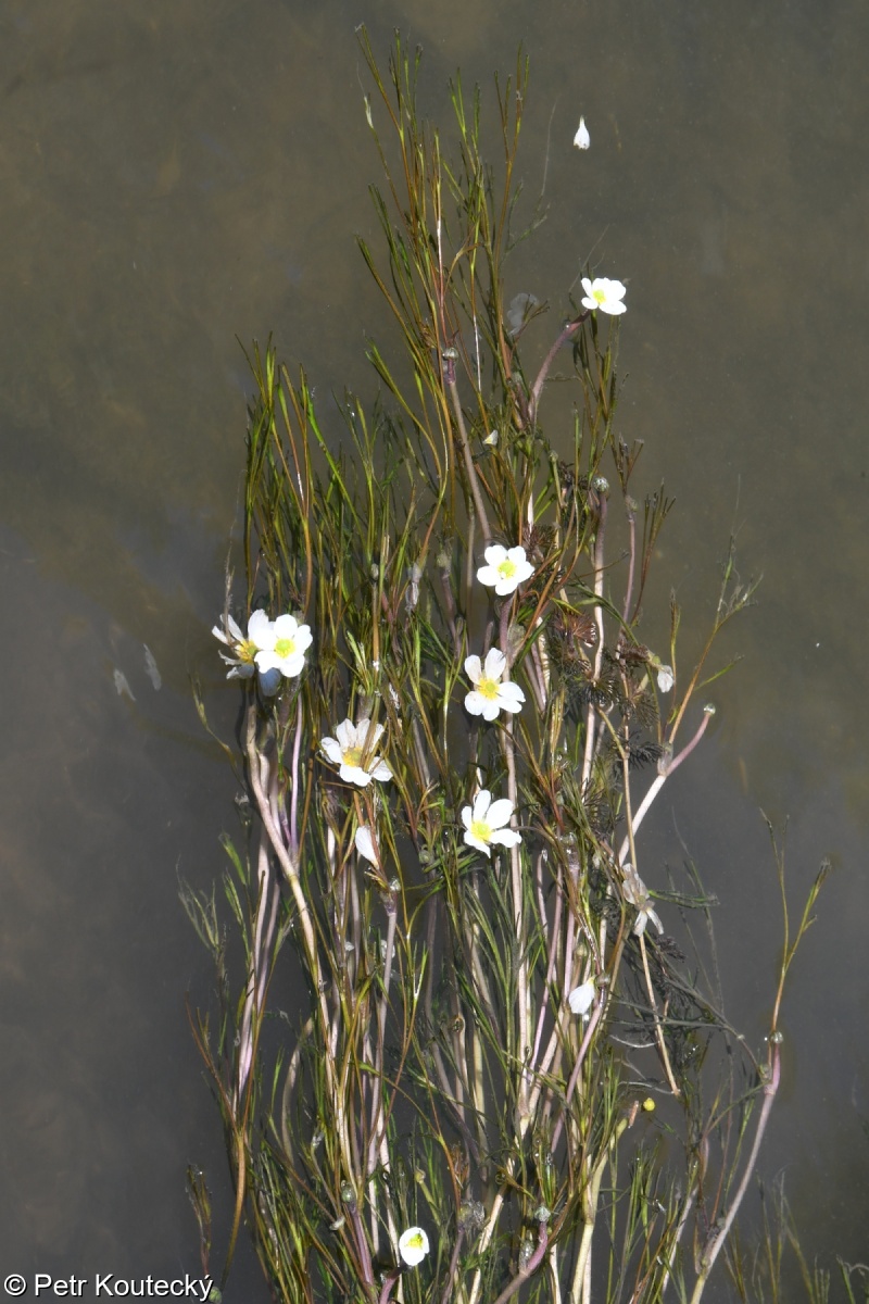 Ranunculus fluitans – lakušník vzplývavý