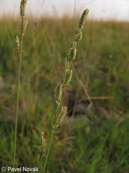 Beckmannia eruciformis subsp. eruciformis – housenkovec zduřelý pravý