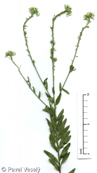 Berteroa incana subsp. incana – šedivka šedá pravá