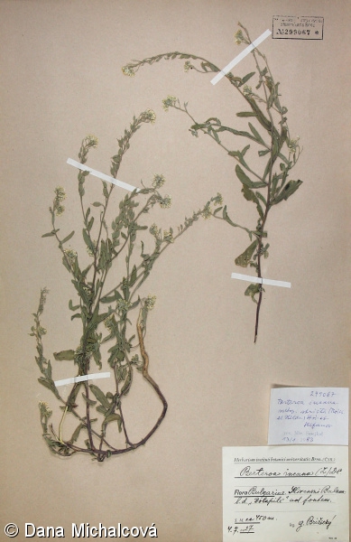 Berteroa incana subsp. stricta – šedivka šedá tuhá