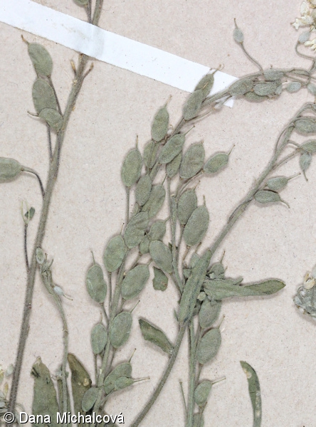 Berteroa incana subsp. stricta – šedivka šedá tuhá