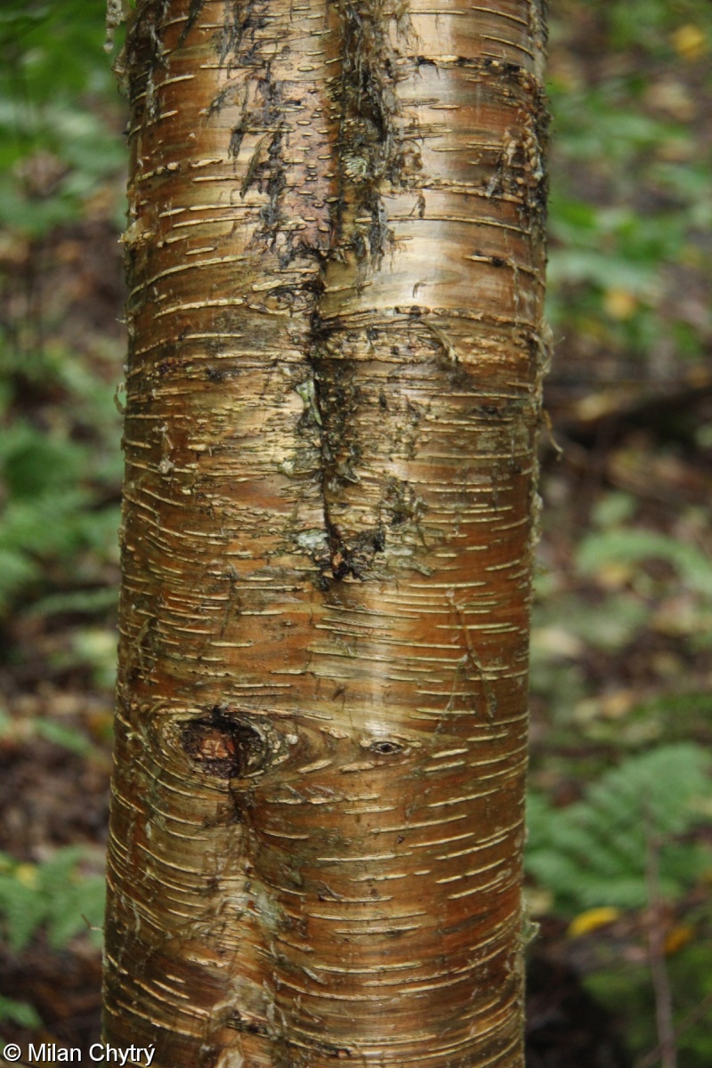 Betula alleghaniensis – bříza žlutá