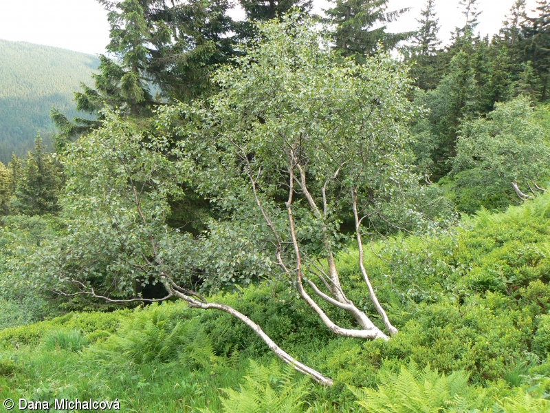 Betula pubescens subsp. carpatica – bříza karpatská