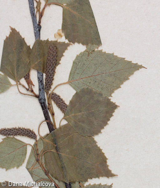 Betula pendula var. oycoviensis – bříza ojcovská