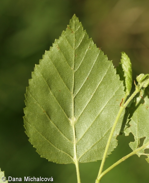 Betula pubescens subsp. pubescens – bříza pýřitá pravá