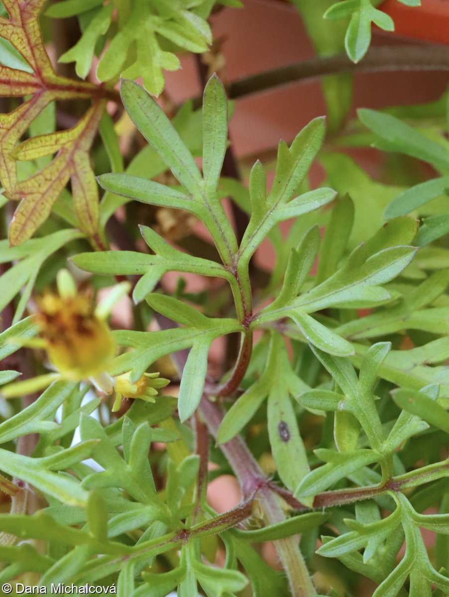 Bidens ferulifolia – dvouzubec prutolistý