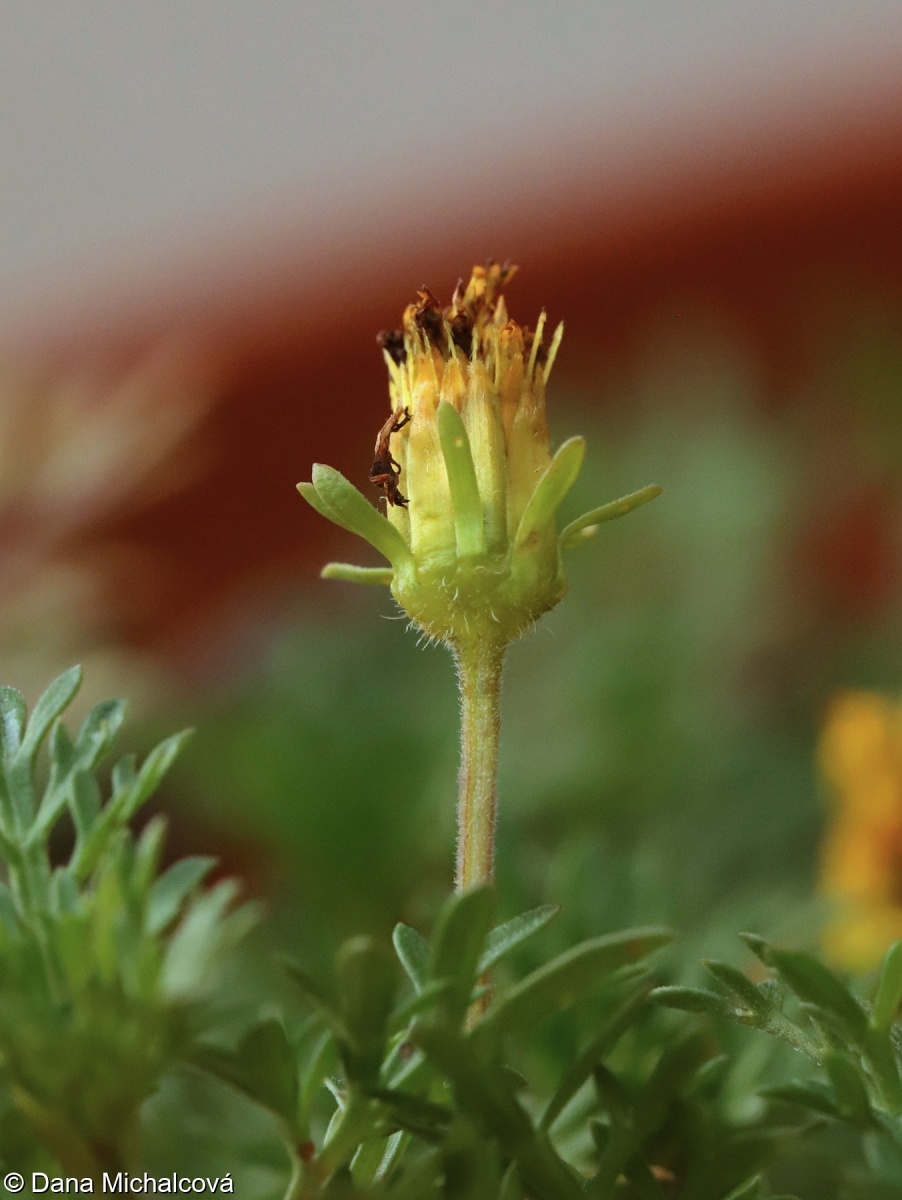 Bidens ferulifolia – dvouzubec prutolistý