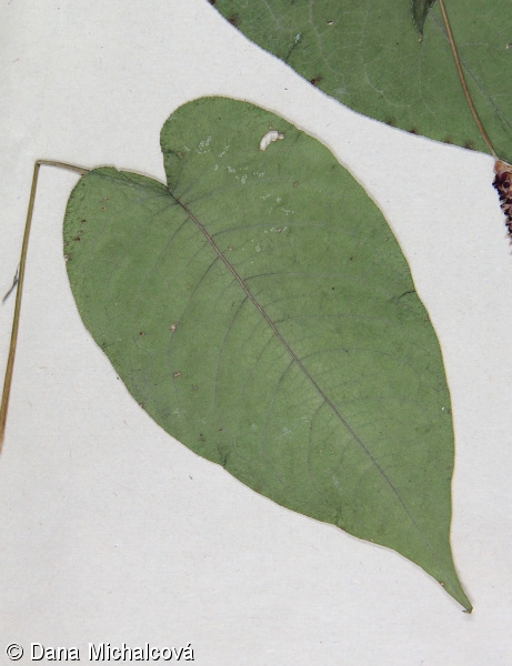 Bistorta amplexicaulis – rdesno objímavé