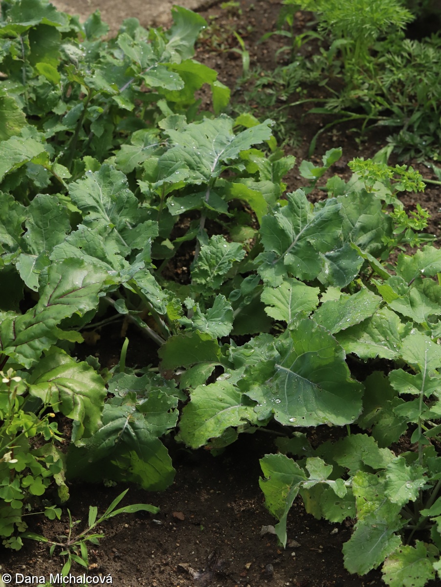 Brassica napus – brukev řepka