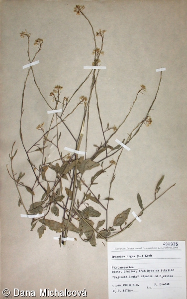 Brassica nigra – brukev černá (černohořčice)