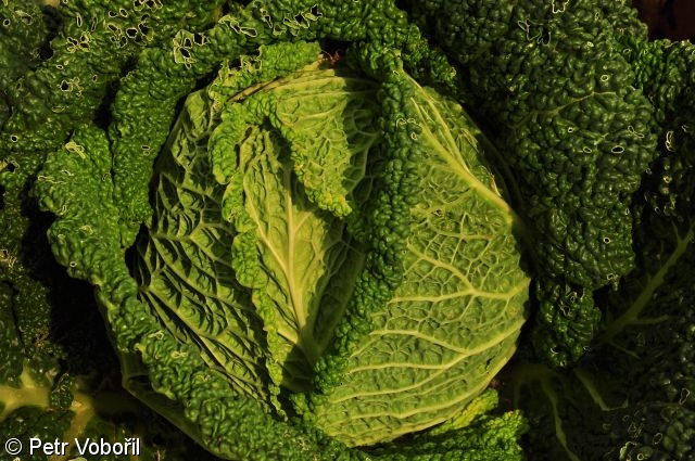 Brassica oleracea – brukev zelná