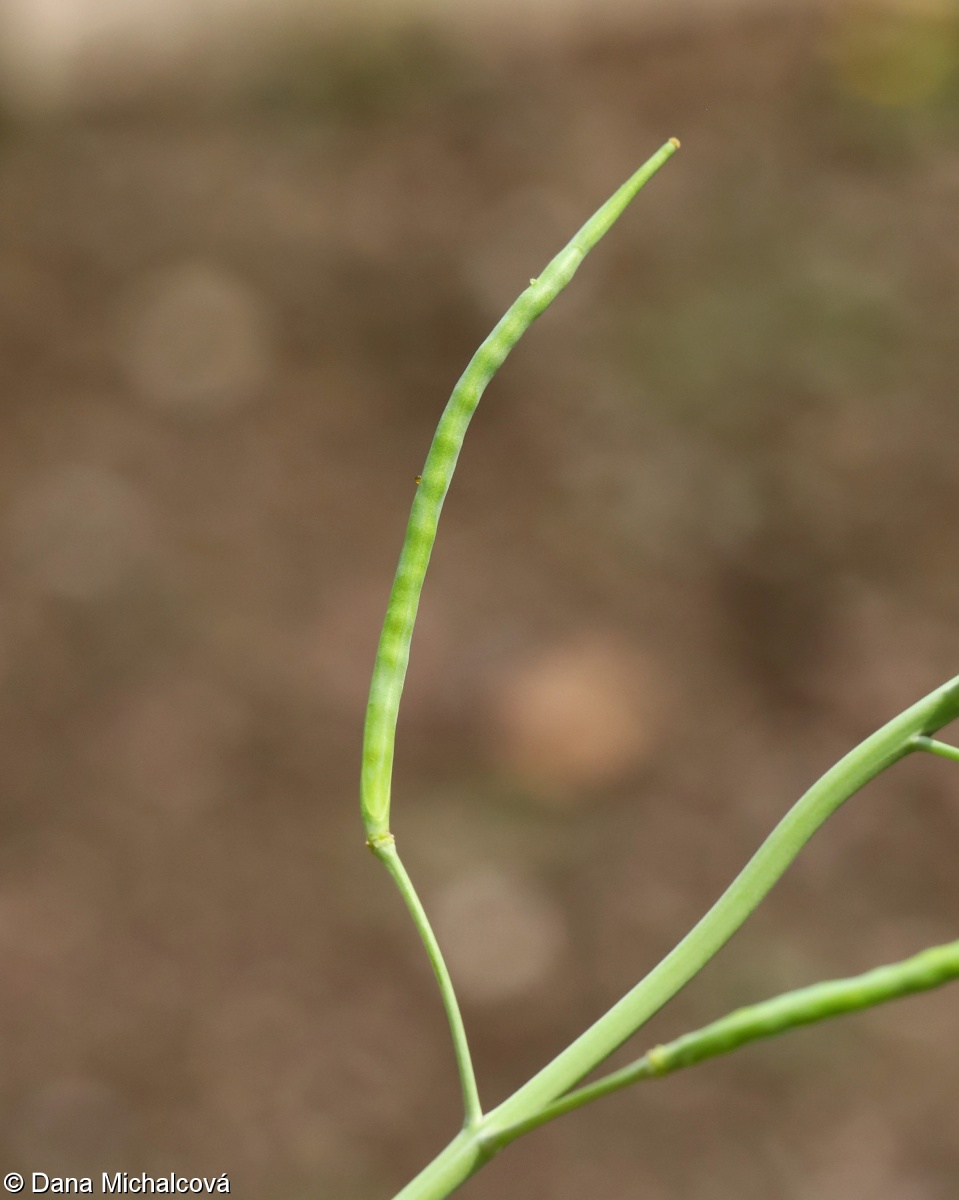 Brassica rapa – brukev řepák