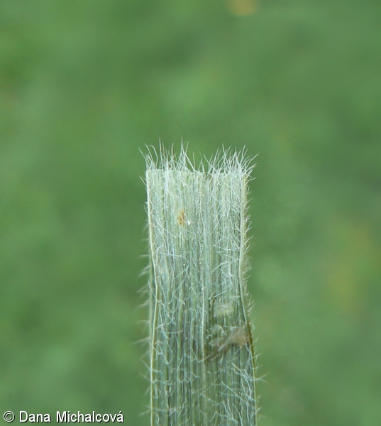 Bromus arvensis – sveřep rolní