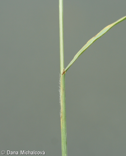 Bromus carinatus – sveřep kýlnatý