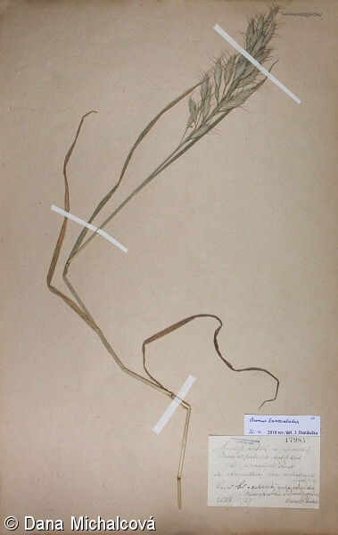 Bromus lanceolatus – sveřep velkoklasý